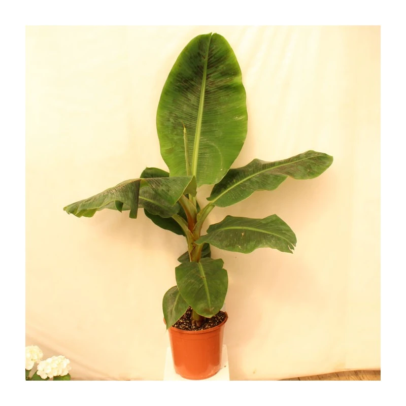 Musa Dwarf Cavendish 1 Musa Dwarf Cavendish