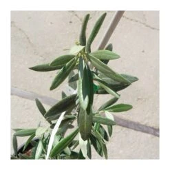 Tienda de Bonsáis Hechos a Mano -Tienda de Bonsáis Hechos a Mano olivera gordal 1