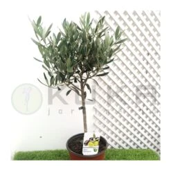 Olivo En Forma De Copa -Tienda de Bonsáis Hechos a Mano olivo en forma de copa 2