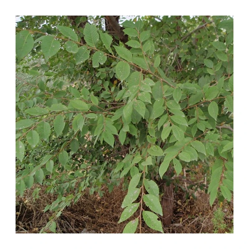 Olmo Pumila 1 Olmo Pumila