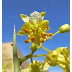 Parkinsonia Mycrophylla EJEMPLAR -Tienda de Bonsáis Hechos a Mano parkinsonia mycrophylla ejemplar 2