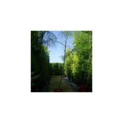 Parkinsonia Mycrophylla EJEMPLAR