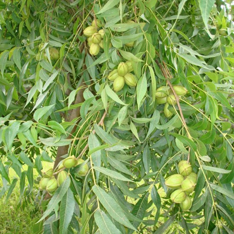 Pecano Mahan 2 Pecano Mahan - Imagen 2