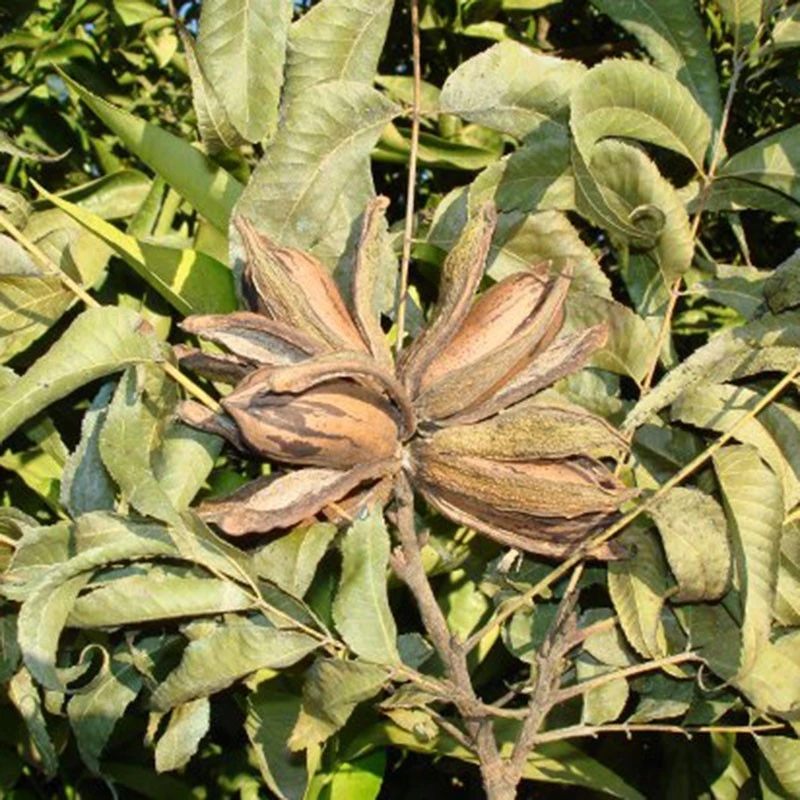 Pecano Mahan 3 Pecano Mahan - Imagen 3