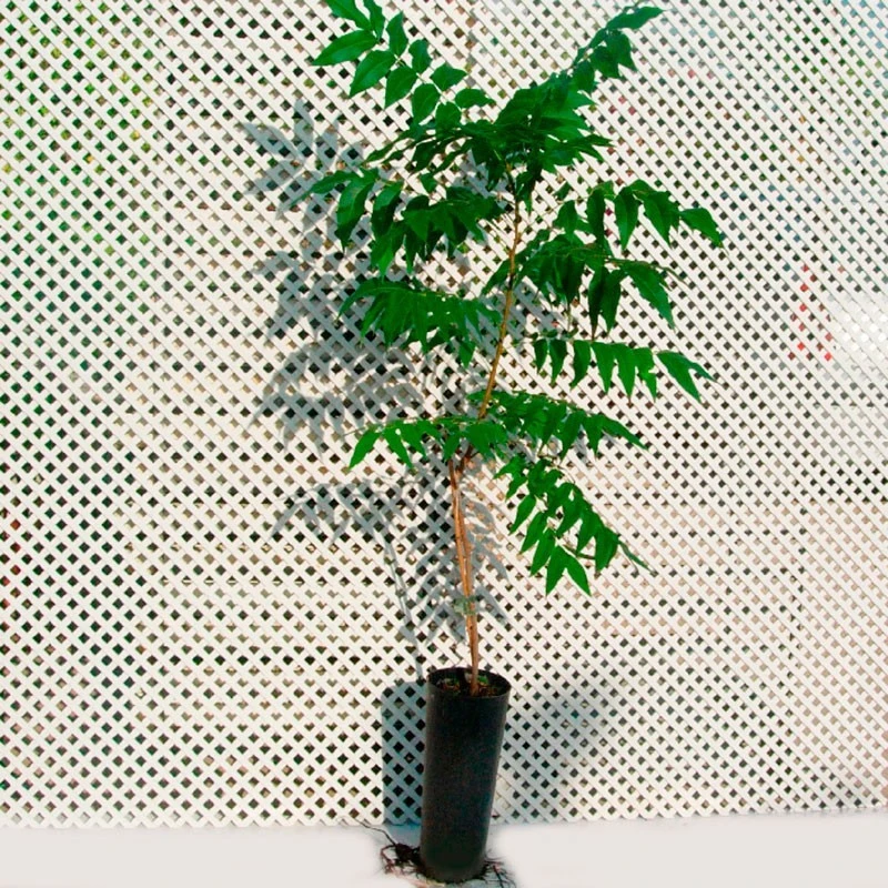 Pecano Mahan 1 Pecano Mahan