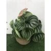 Peperomia Argyreia
