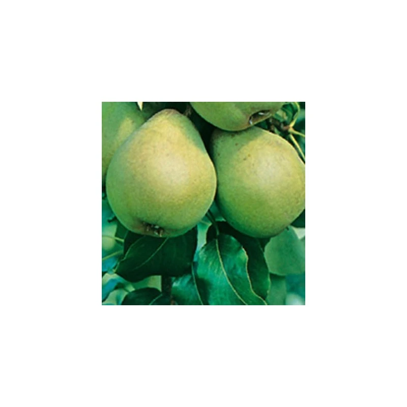 Peral Blanquilla 1 Peral Blanquilla