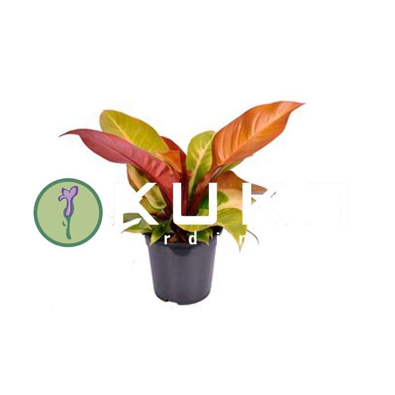 Philodendro Prince Of Orange 2 Philodendro Prince Of Orange - Imagen 2