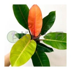 Philodendro Prince Of Orange