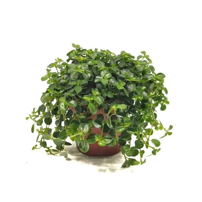 Pilea Depressa Sao Paulo 1 Pilea Depressa Sao Paulo