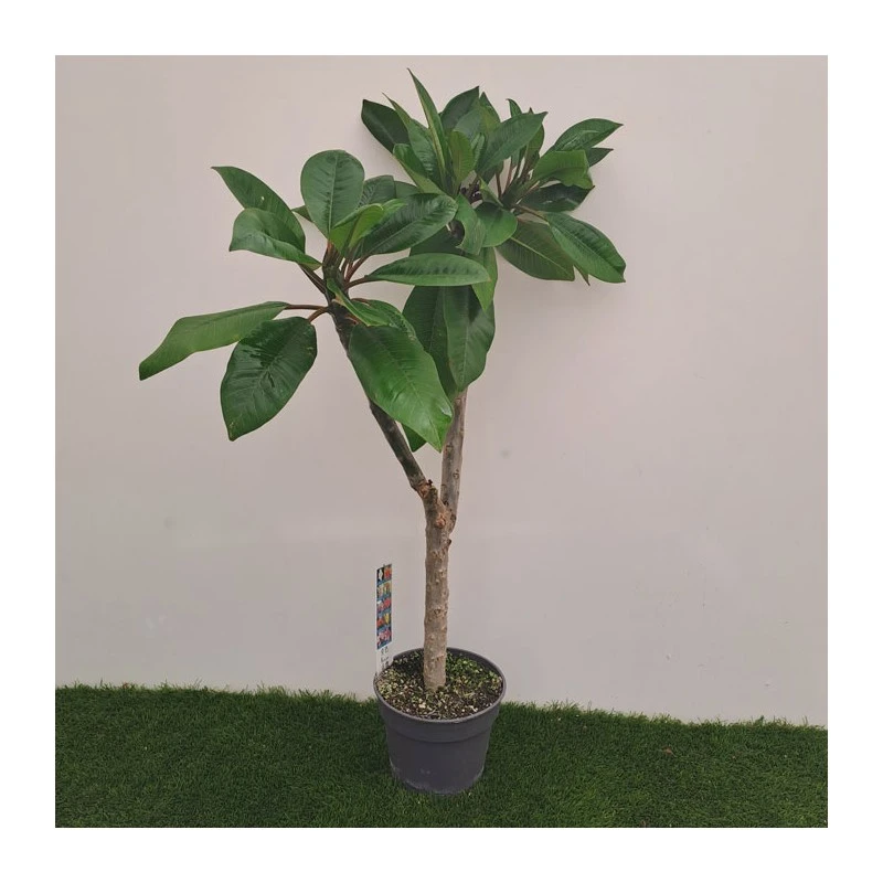 Plumeria Rubra Hawaiian 2 Plumeria Rubra Hawaiian - Imagen 2