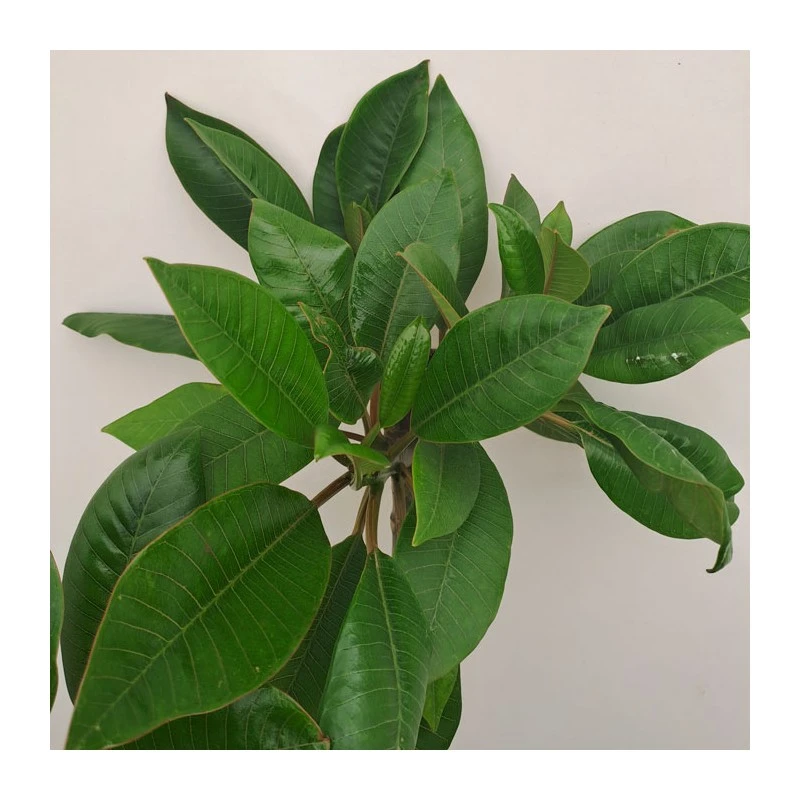 Plumeria Rubra Hawaiian 1 Plumeria Rubra Hawaiian