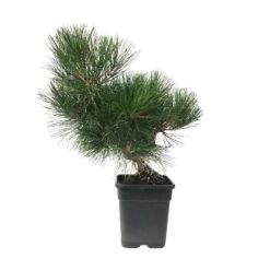 Tienda de Bonsáis Hechos a Mano -Tienda de Bonsáis Hechos a Mano pre bonsai pinus thunbergi 1
