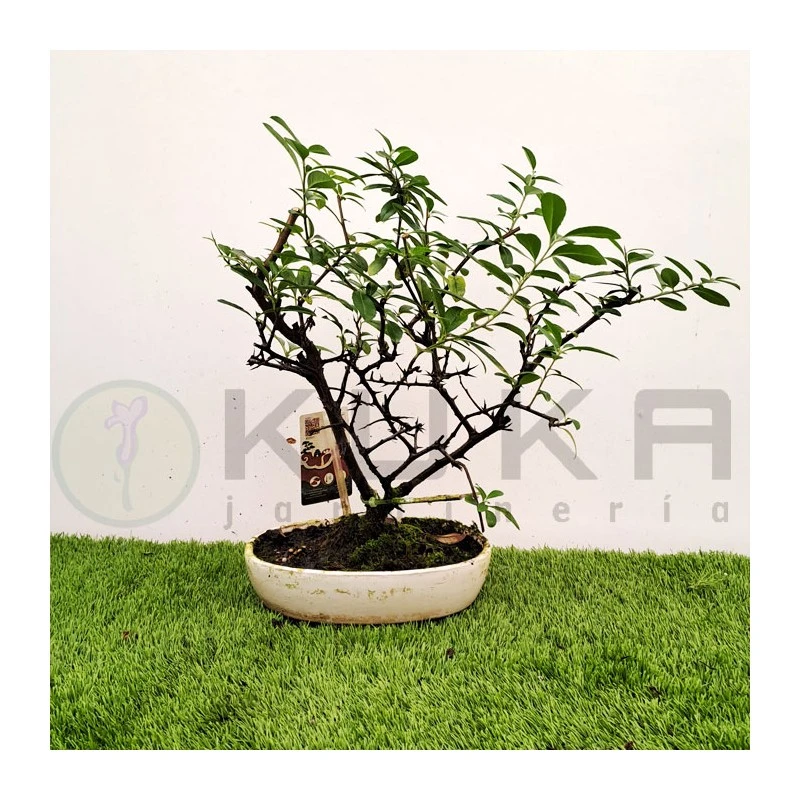 Bonsái Pyracantha Coccinea 2 Bonsái Pyracantha Coccinea - Imagen 2