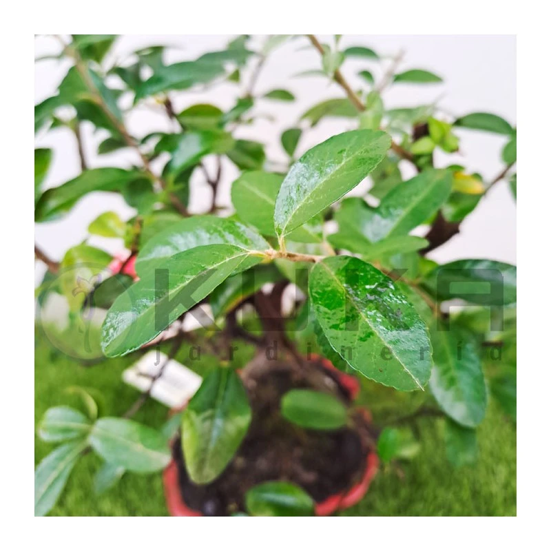 Bonsái Pyracantha Coccinea 1 Bonsái Pyracantha Coccinea