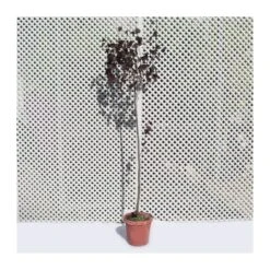 Prunus Pisardi EJEMPLAR -Tienda de Bonsáis Hechos a Mano prunus pisardi ejemplar 2