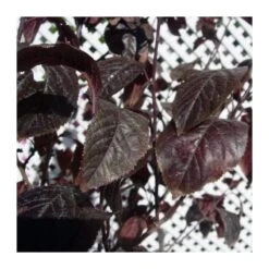 Prunus Pisardi EJEMPLAR