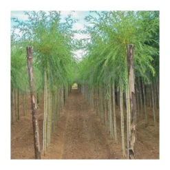 Tienda de Bonsáis Hechos a Mano -Tienda de Bonsáis Hechos a Mano salix alba vitellina 1