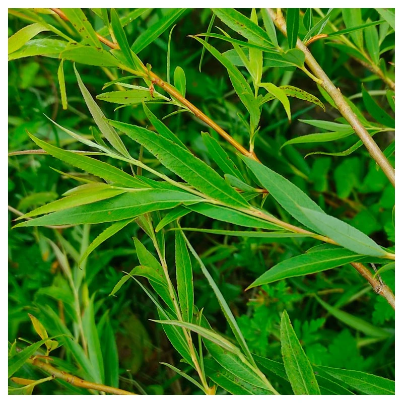 Salix Vinimalis 1 Salix Vinimalis