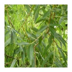 Salix Alba Vitellina EJEMPLAR