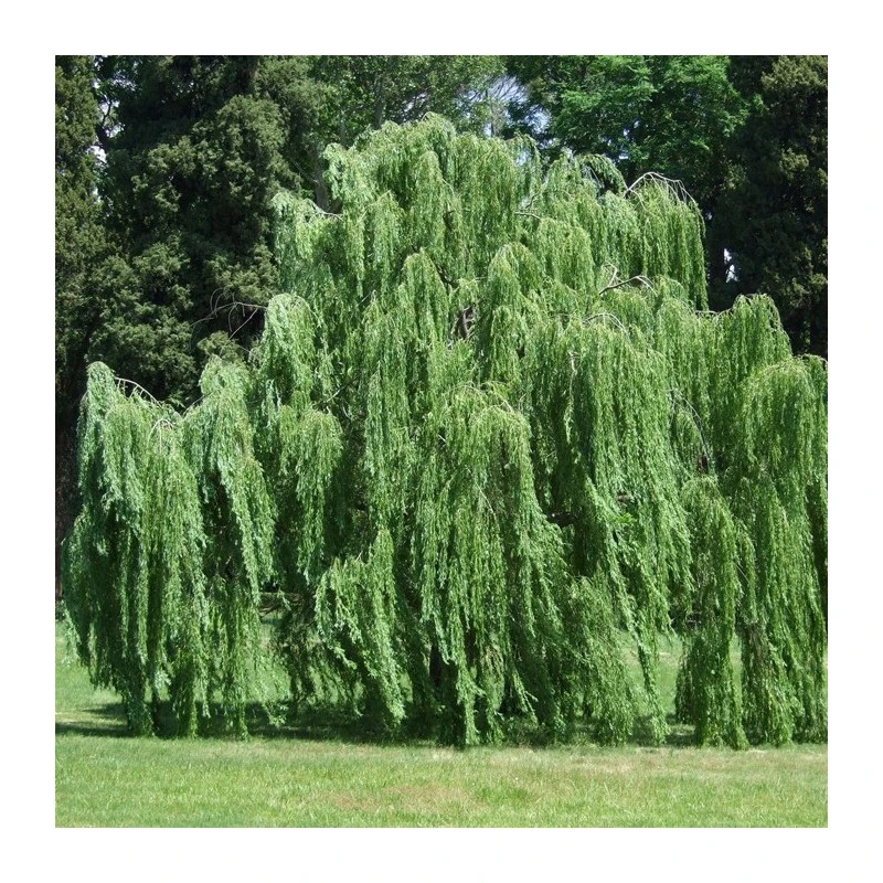 Salix Babylonica Pendula EJEMPLAR 1 Salix Babylonica Pendula EJEMPLAR