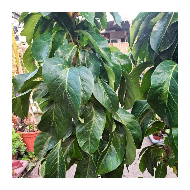 Schefflera Actinophylla 2 Schefflera Actinophylla - Imagen 2