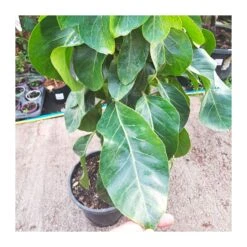 Schefflera Actinophylla 5 Schefflera Actinophylla -Tienda de Bonsáis Hechos a Mano schefflera actinophylla 2