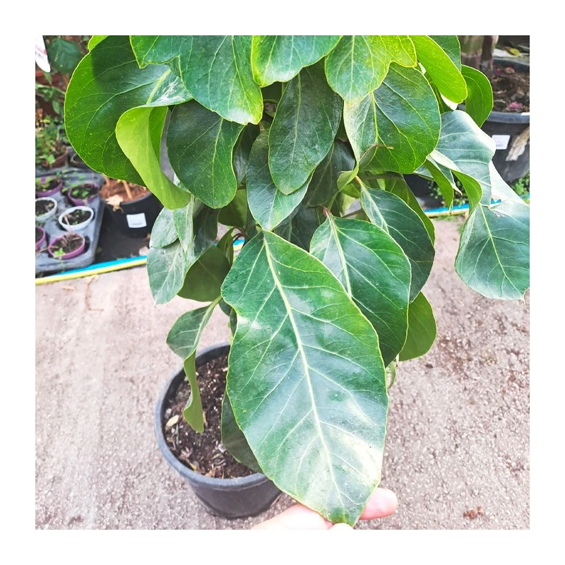 Schefflera Actinophylla 3 Schefflera Actinophylla - Imagen 3