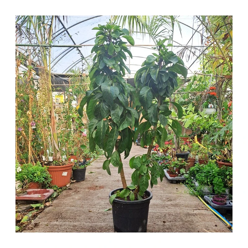 Schefflera Actinophylla 1 Schefflera Actinophylla