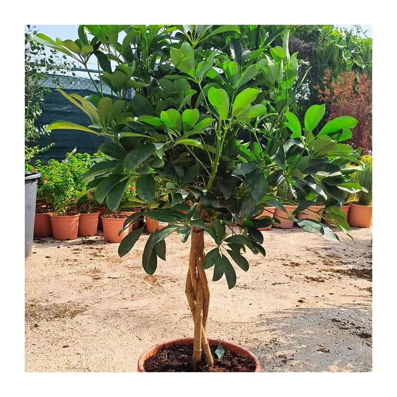Schefflera Arboricola Trenzado 2 Schefflera Arboricola Trenzado - Imagen 2