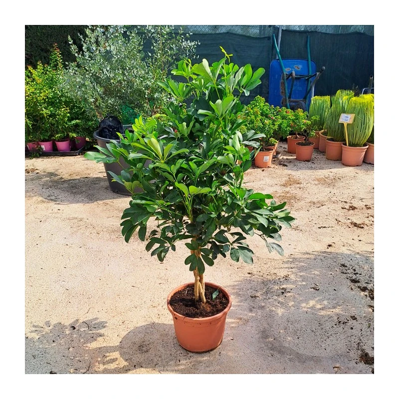 Schefflera Arboricola Trenzado 1 Schefflera Arboricola Trenzado