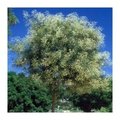 Sophora Japonica