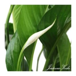 Spathiphyllum Sweet Lauretta -Tienda de Bonsáis Hechos a Mano spathiphyllum sweet lauretta 2