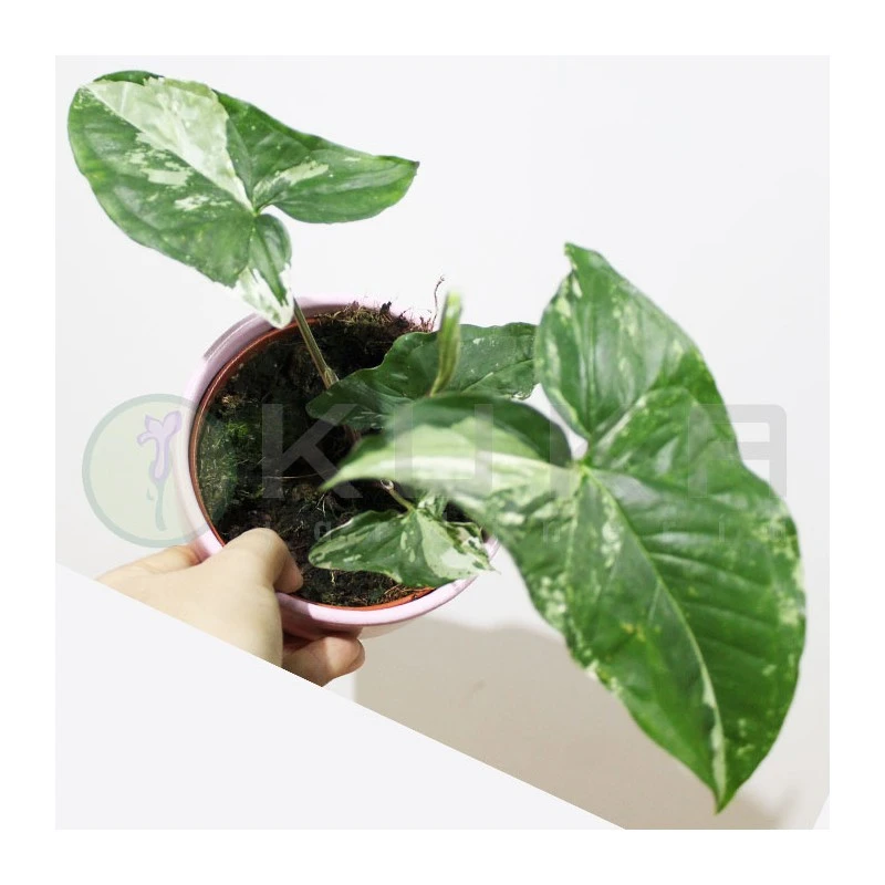 Syngonium Albo Variegata 2 Syngonium Albo Variegata - Imagen 2