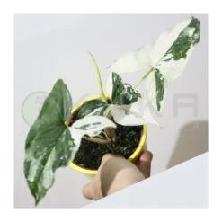 Syngonium Albo Variegata 6 Syngonium Albo Variegata -Tienda de Bonsáis Hechos a Mano syngonium 2