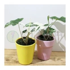 Syngonium Albo Variegata