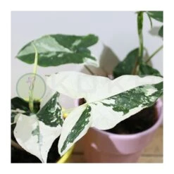 Syngonium Albo Variegata 7 Syngonium Albo Variegata -Tienda de Bonsáis Hechos a Mano syngonium 3