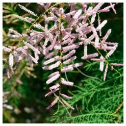 Tienda de Bonsáis Hechos a Mano -Tienda de Bonsáis Hechos a Mano tamarix gallica 1