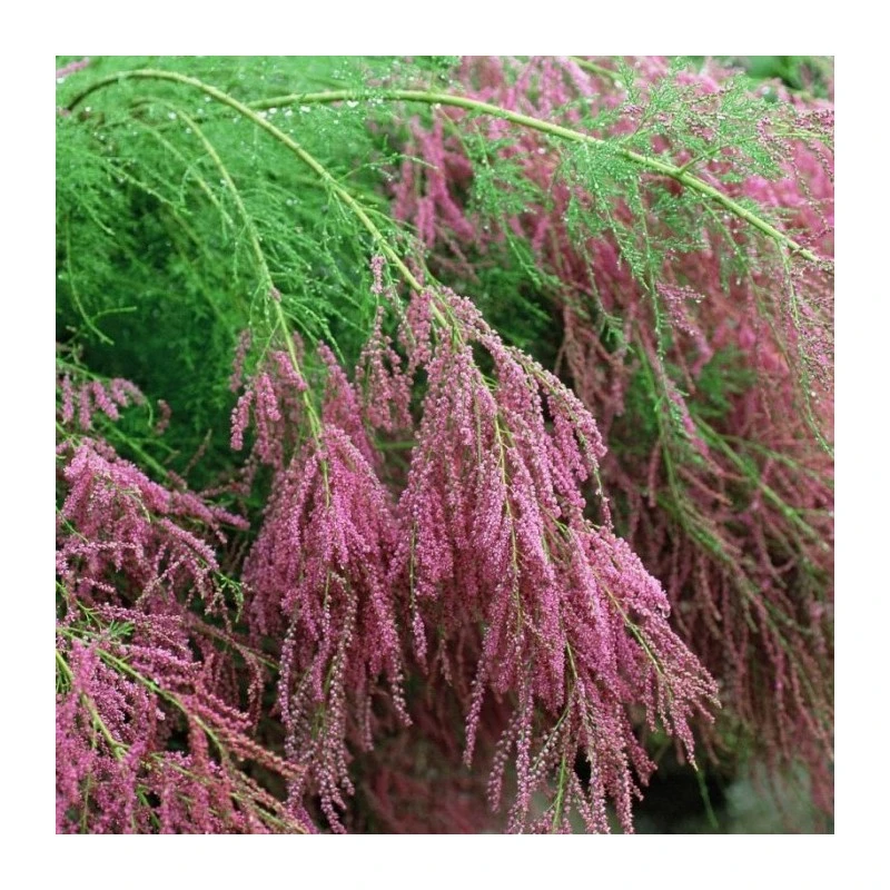 Tamarix Ramosisima Pink Cascade 1 Tamarix Ramosisima Pink Cascade