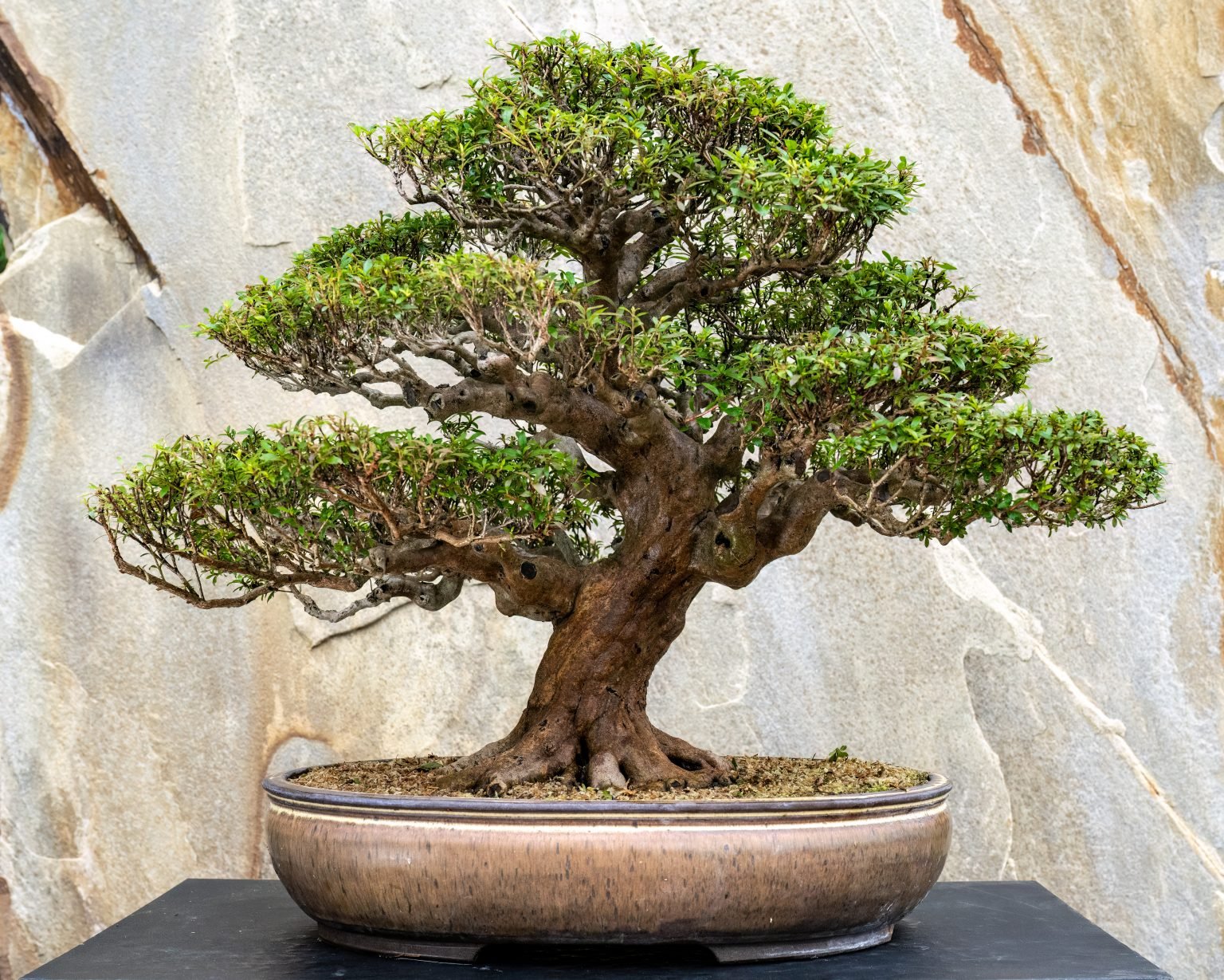 Tienda de Bonsáis Hechos a Mano -Tienda de Bonsáis Hechos a Mano 07 Satsuki Hybrid Azaelea The Kennett Collection Gift 1536x1229 1