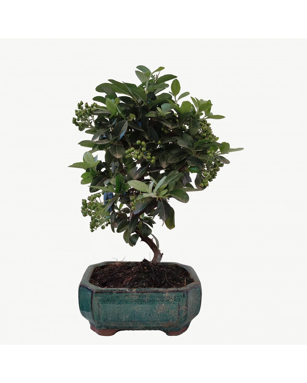 Tienda de Bonsáis Hechos a Mano -Tienda de Bonsáis Hechos a Mano 0959c2f9 b10c 438b b0ee f170759d0f02