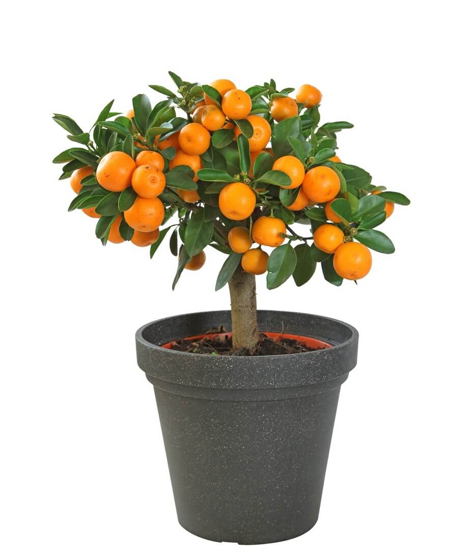 Tienda de Bonsáis Hechos a Mano -Tienda de Bonsáis Hechos a Mano 5 dwarf orange tree